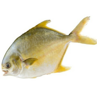 10 KG Golden Pomfret (big avoli) 