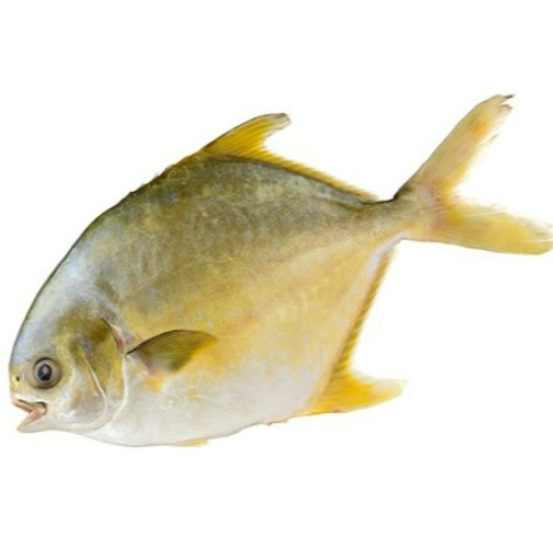 10 KG Golden Pomfret (big avoli)  Main Image