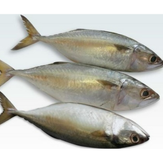 Indian Mackerel ( Ayala)