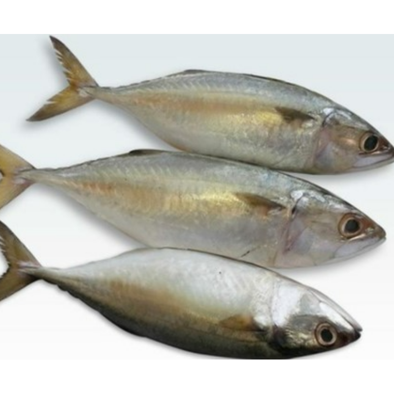 Indian Mackerel ( Ayala) Main Image