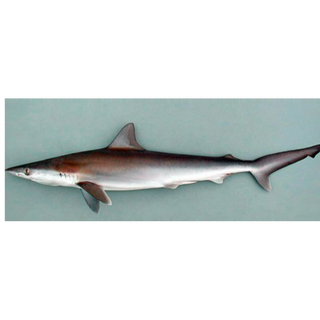 Atlantic Shark/Dog Fish 