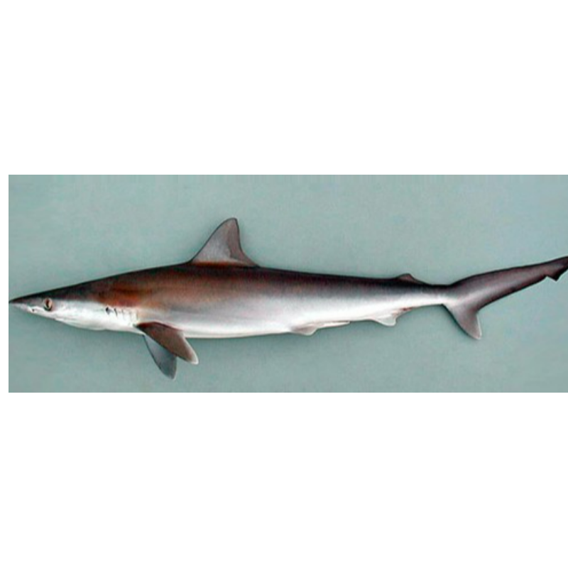 Atlantic Shark/Dog Fish  Main Image