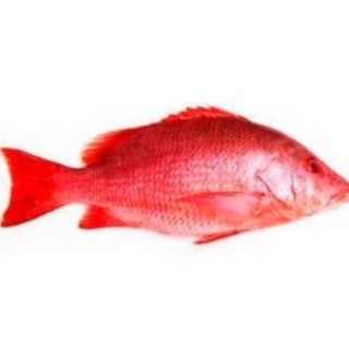 Red Snapper Large