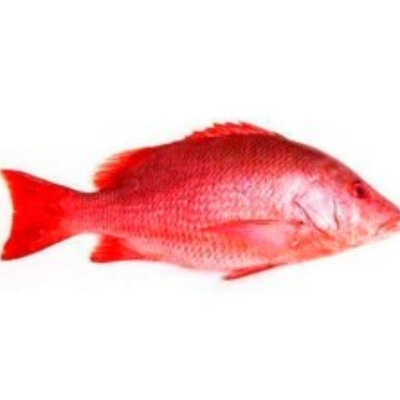 Red Snapper Large Main Image