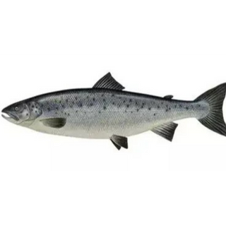 Salmon 2-3 kg size 