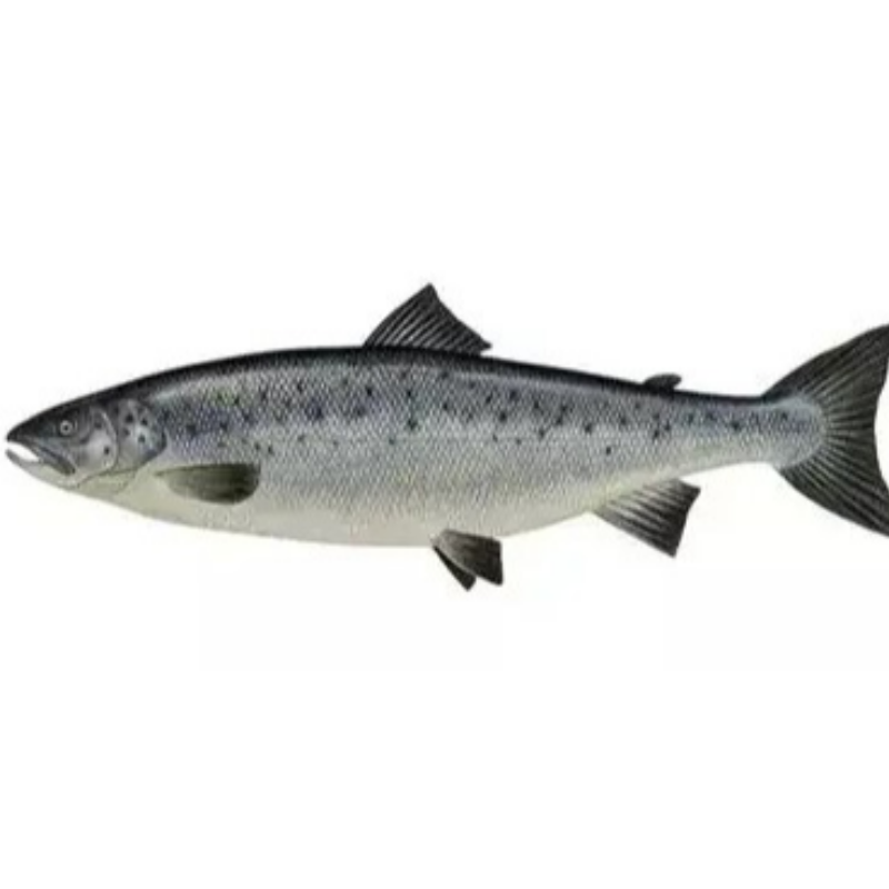 Salmon 2-3 kg size  Main Image