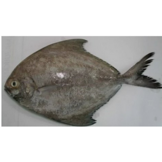 10 KG Black Pomfret 