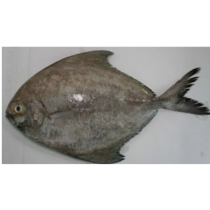 10 KG Black Pomfret  Main Image