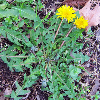 Dandelion (150g)