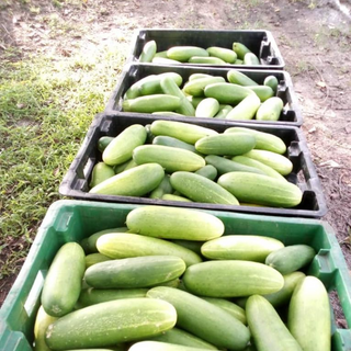 Cucumbers organic