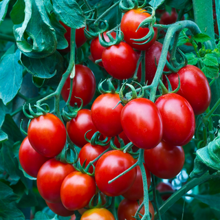 Cherry tomatoes *not PGS certified (not available)