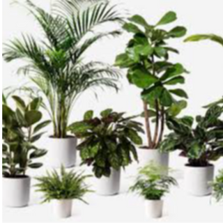 Potted plants