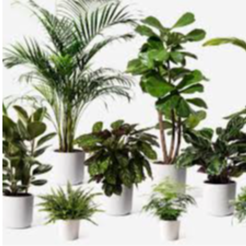 Potted plants Main Image