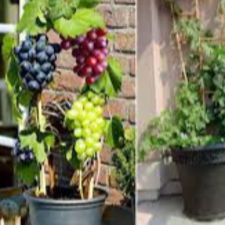 Grapes Seedlings 