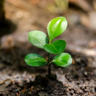 Yellow Sweet Orange Seedlings 