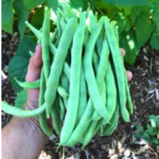 Green beans