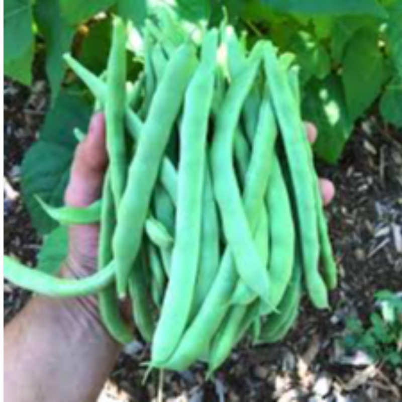 Green beans Main Image