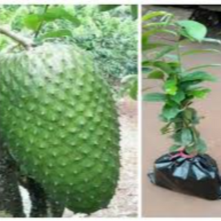 Soursop seedlings 