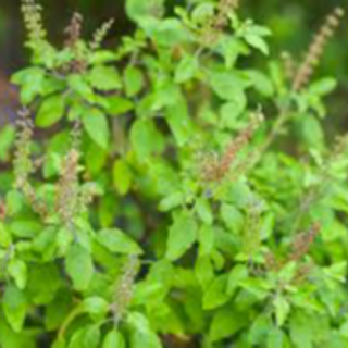 Holy Basil (fresh bunch)