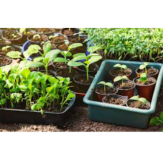 Seedlings 