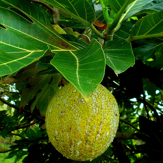 Breadfruit (not available)