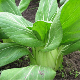 Pak Choi