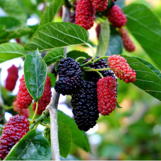 Mulberry Seedlings 