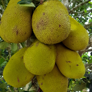 Jackfruit (naturally grown) per kg