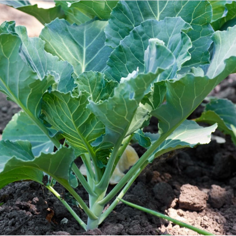 Collard greens Main Image