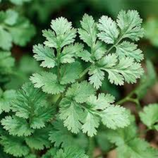 Cilantro (100g)