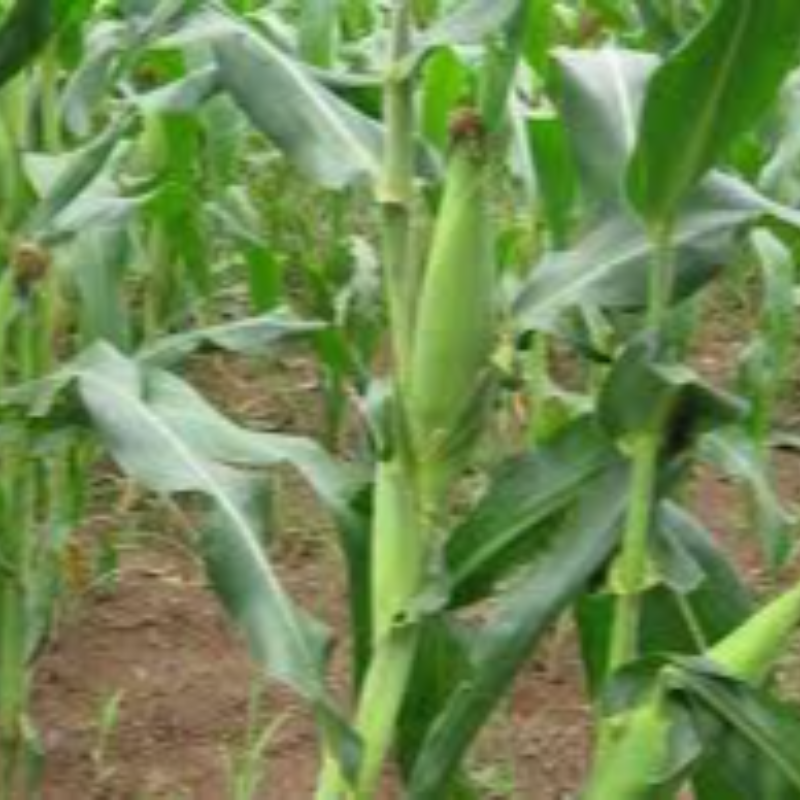 Local Corn organic/maize Main Image