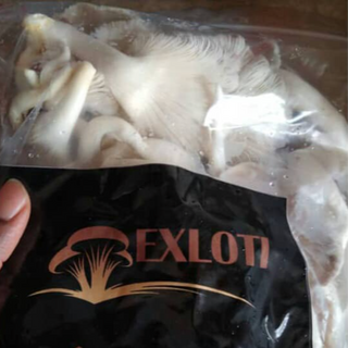 Oyster mushrooms (naturally grown)