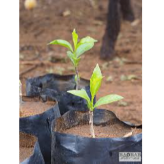 Baobab seedlings 