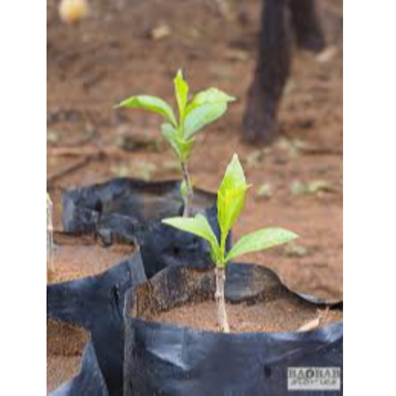 Baobab seedlings  Main Image