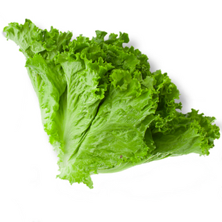 Lettuce - Green 