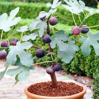 Figs Seedlings 