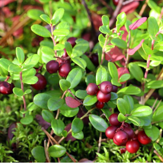 Cranberry Seedlings 