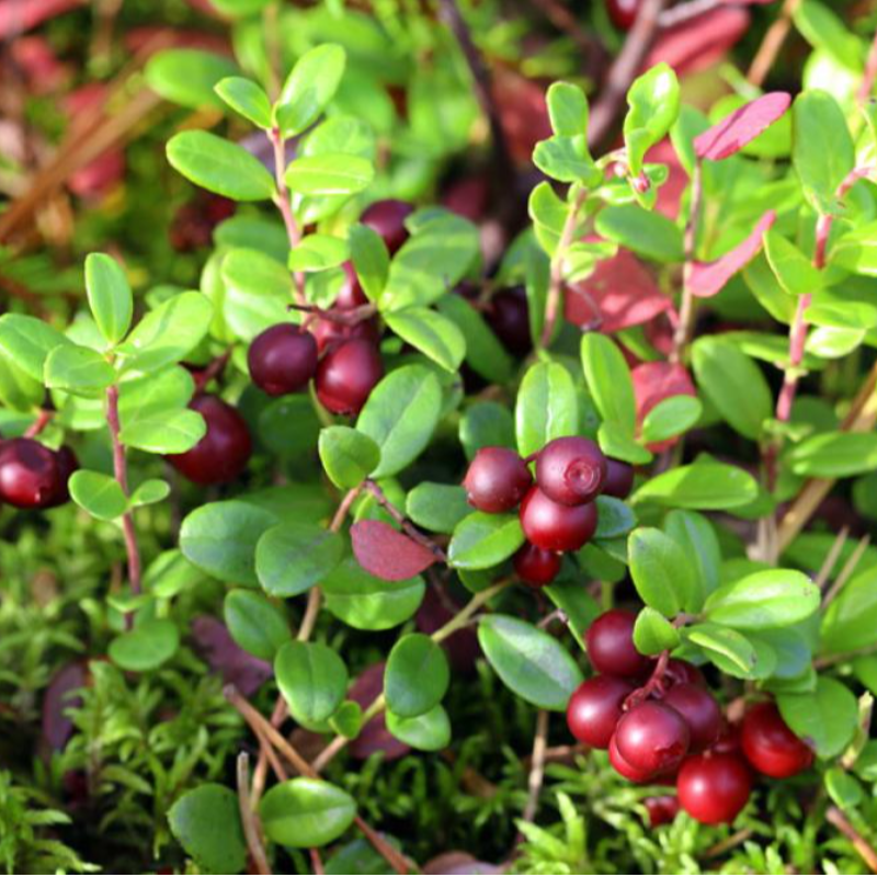 Cranberry Seedlings  Main Image