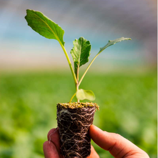 Seedlings (Organic)