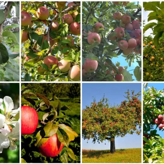 Apple Seedlings