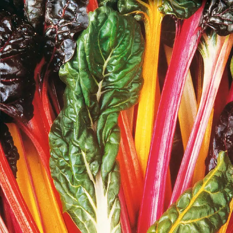 Swiss Chard (200g)
