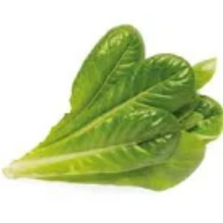 Romaine lettuce 