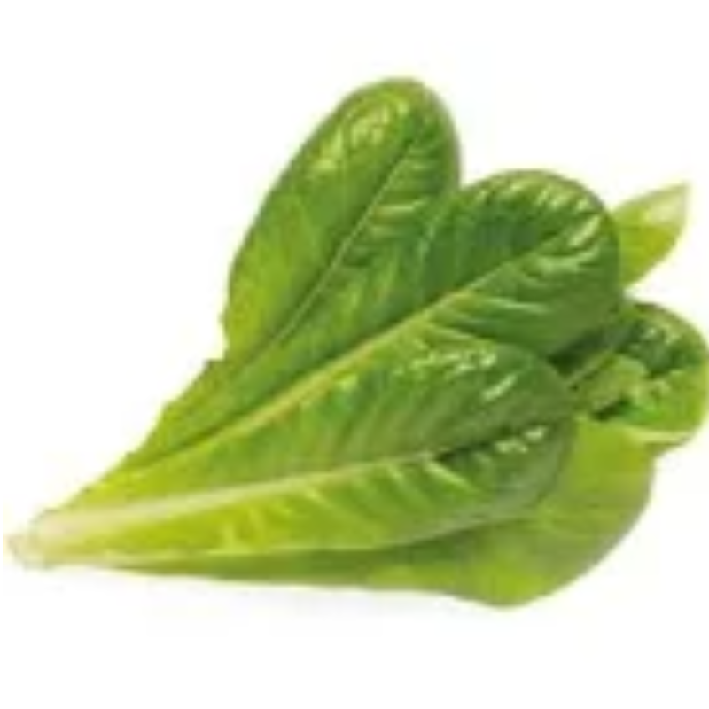 Romaine lettuce  Main Image