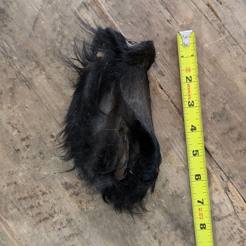 Cow Ear