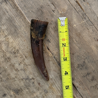 Goat Horn (Small)