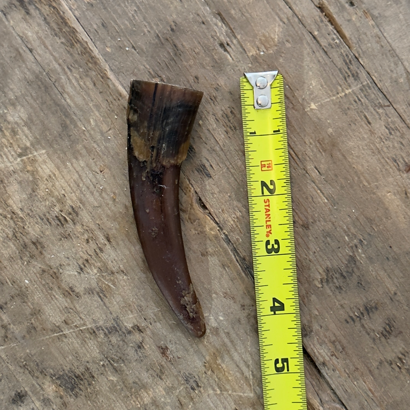 Goat Horn (Small)