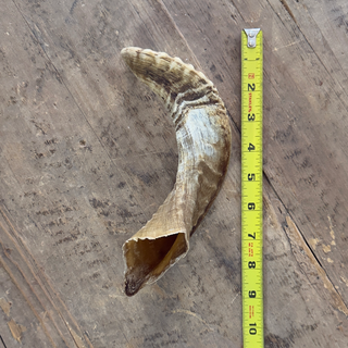 Lamb Horn
