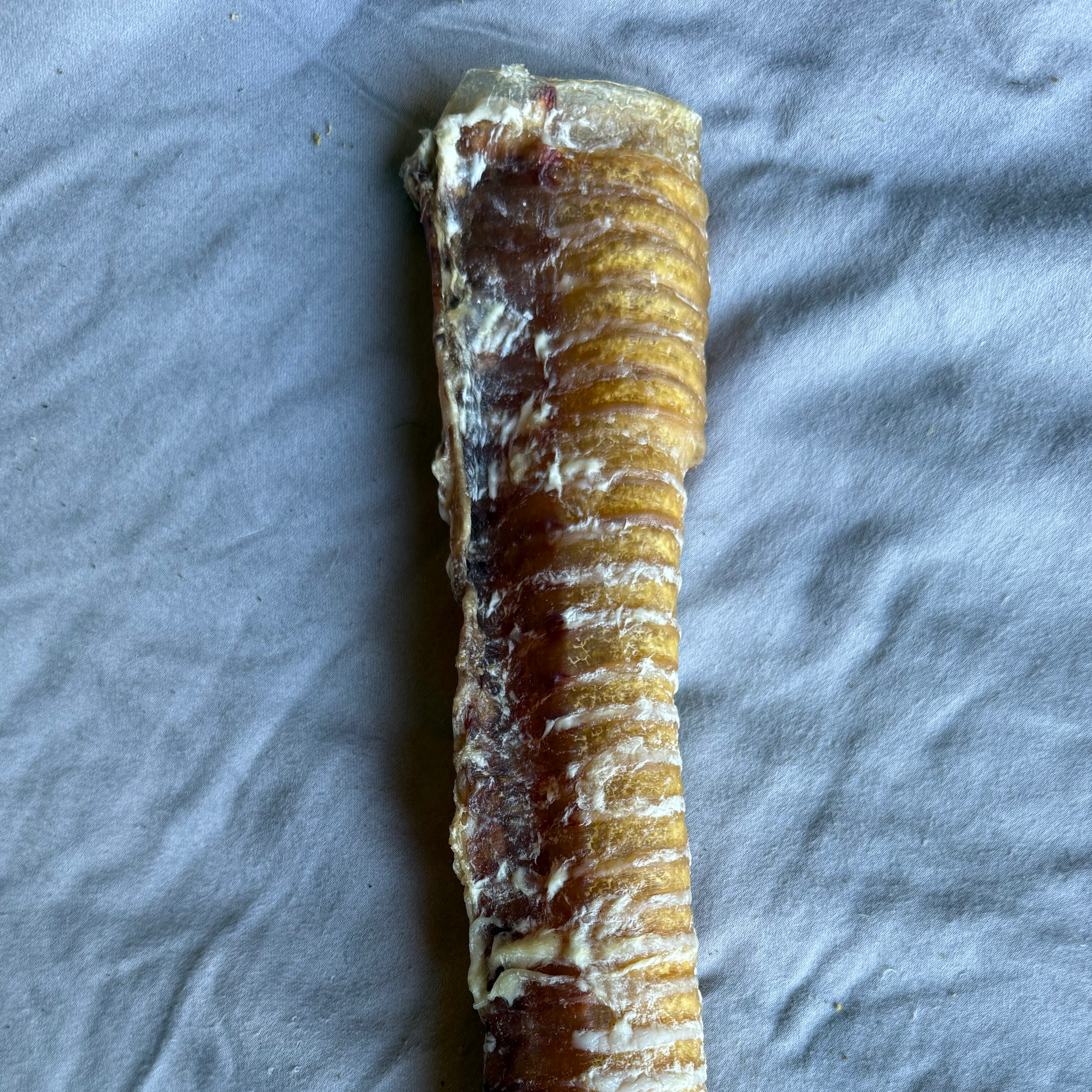 Trachea Main Image