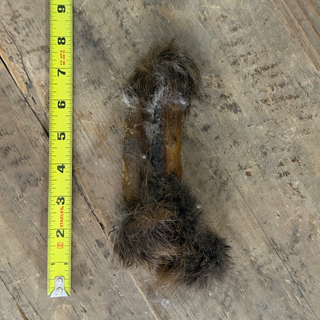 Beaver Roll (Medium)