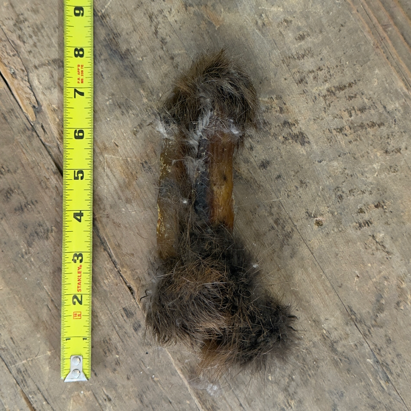 Beaver Roll (Medium)